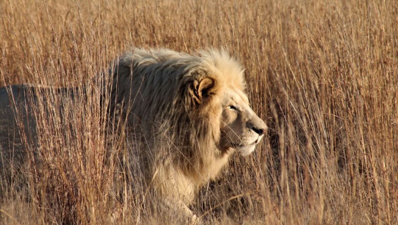 Photo of Others in Phumelela