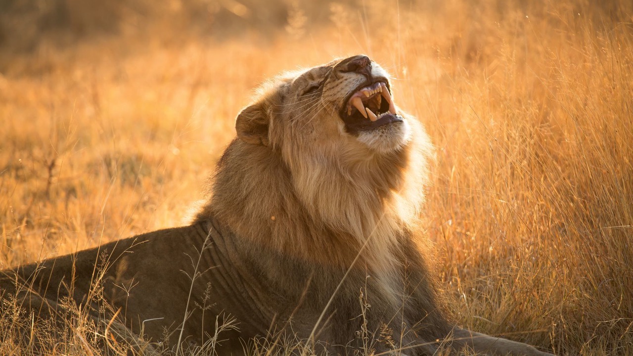 Photo of Others in Pilanesberg National Park