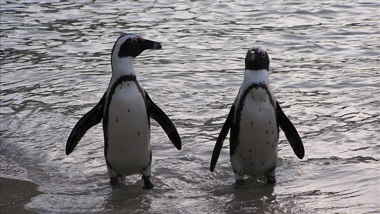 Photo of Others in Simon's Town
