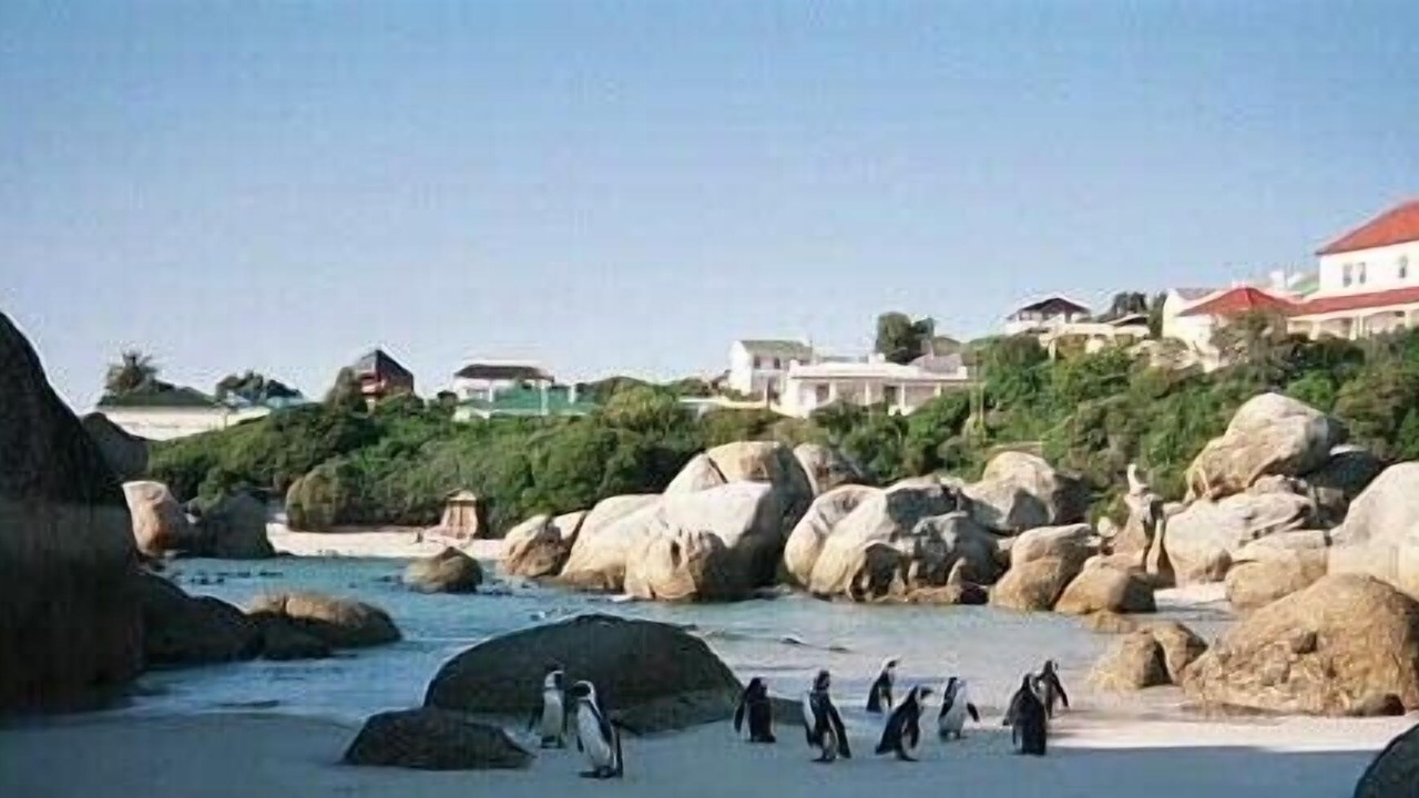 Photo of Others in Simon's Town