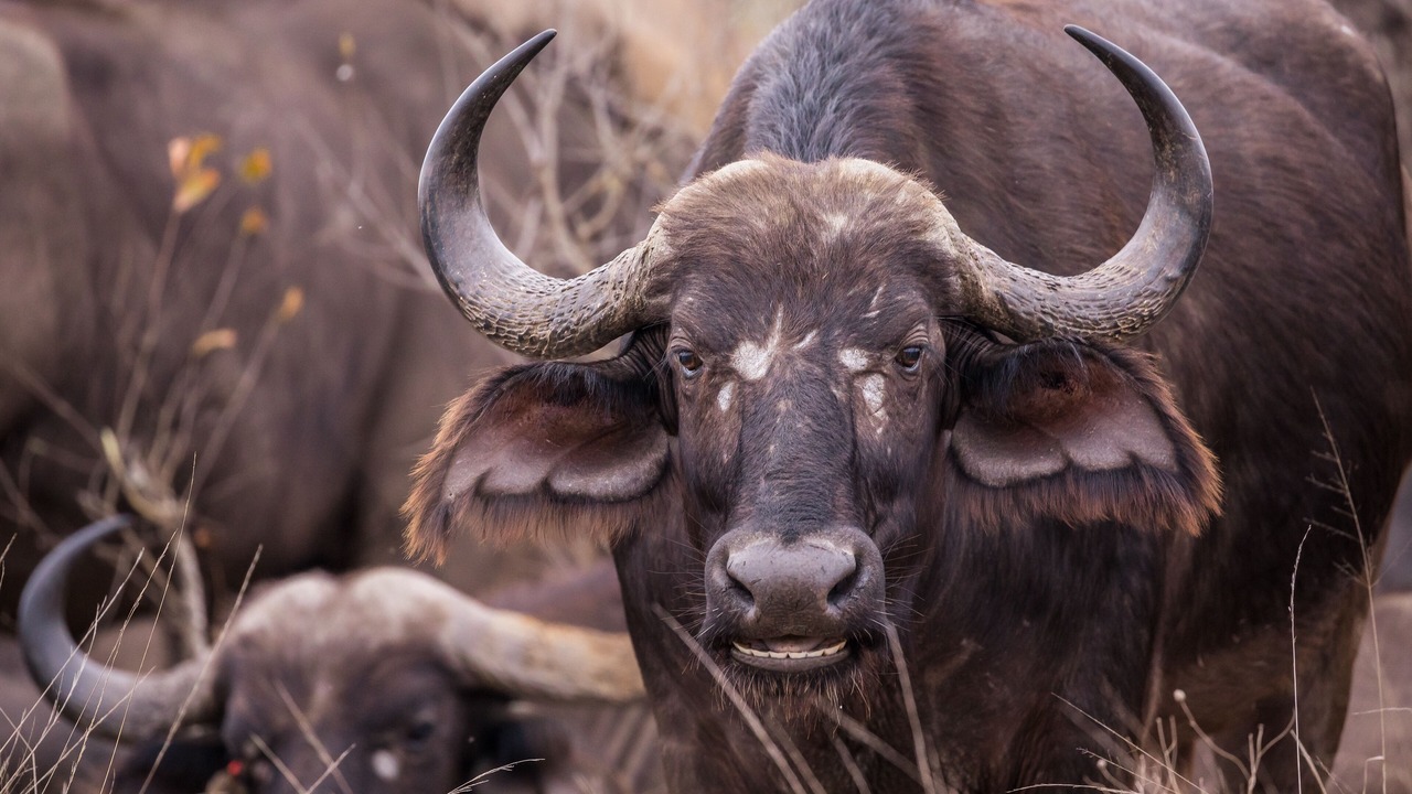 Photo of Others in Buffelspruit