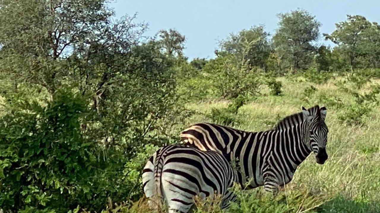Photo of Others in Kruger National Park