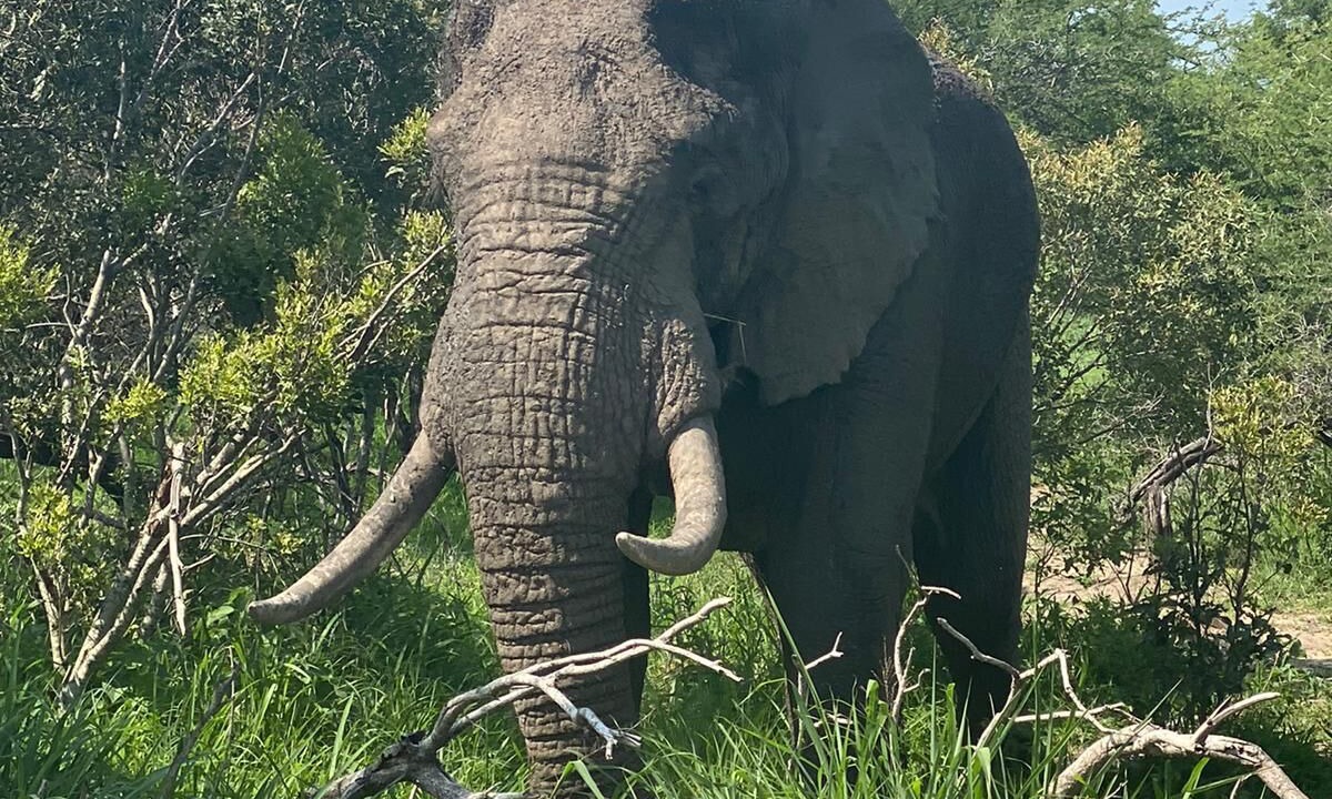 Photo of Others in Kruger National Park