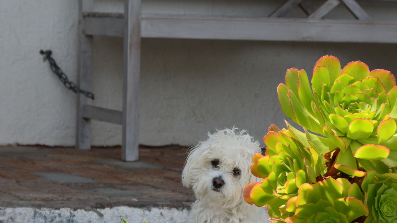 Photo of Others in Yzerfontein