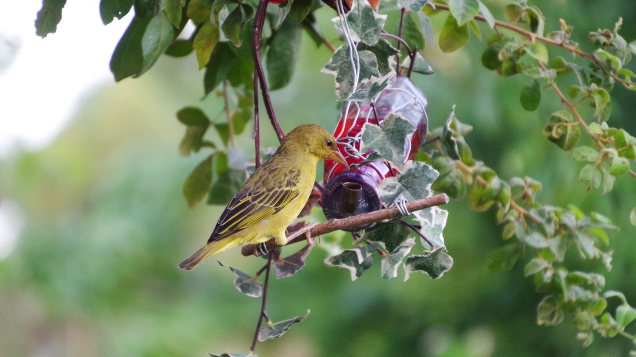 Photo of Outdoor in Swellendam