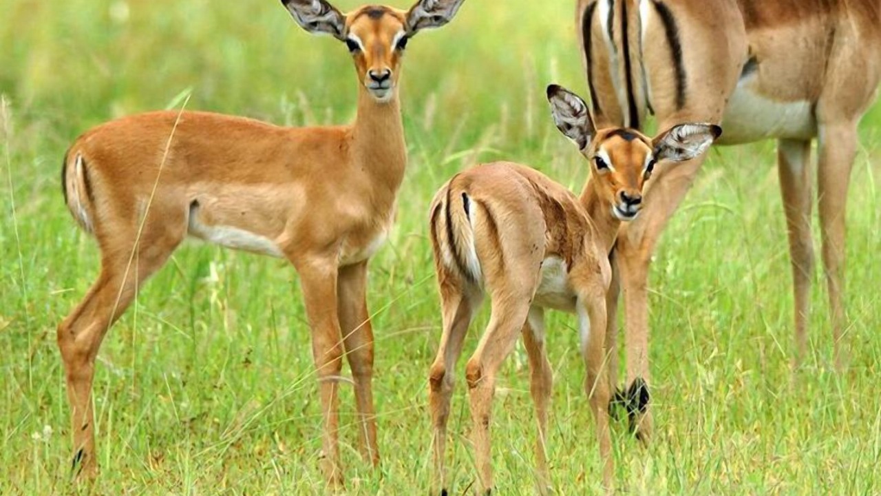 Photo of Others in Kosi Bay