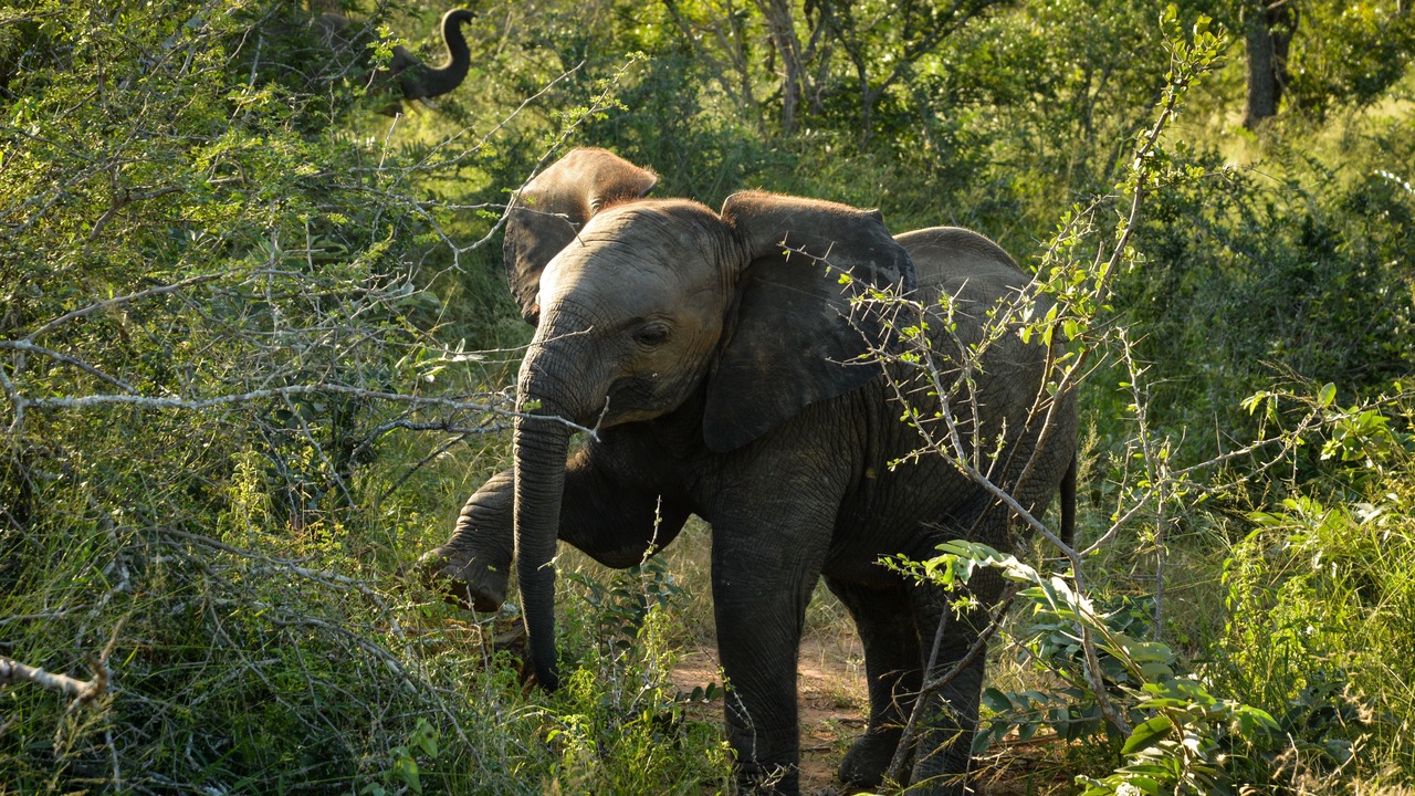 Photo of Others in Kruger National Park