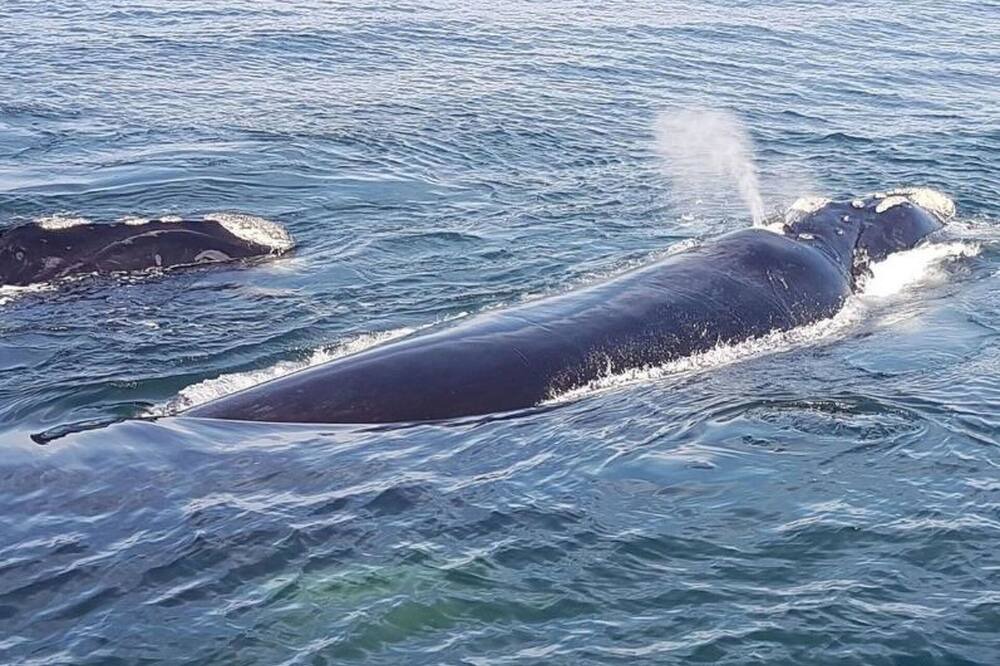 Photo of Others in Gansbaai