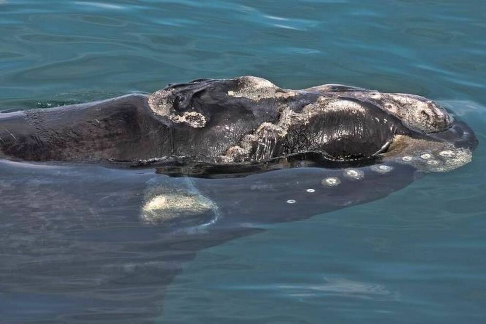 Photo of Others in Gansbaai