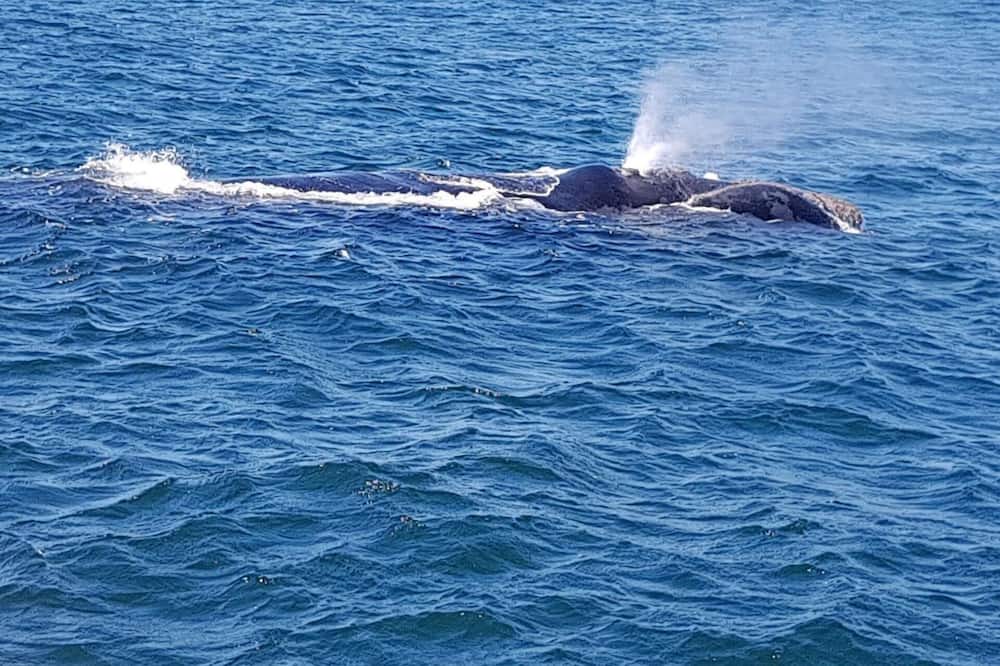Photo of Others in Gansbaai