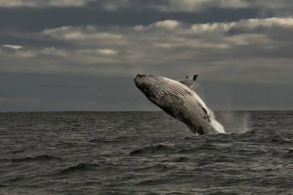 Photo of Others in Gansbaai