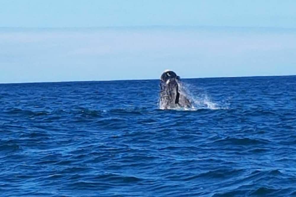 Photo of Others in Gansbaai