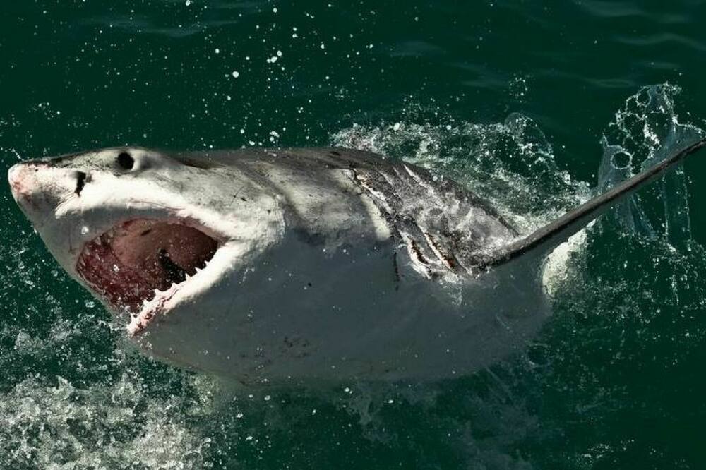Photo of Others in Gansbaai