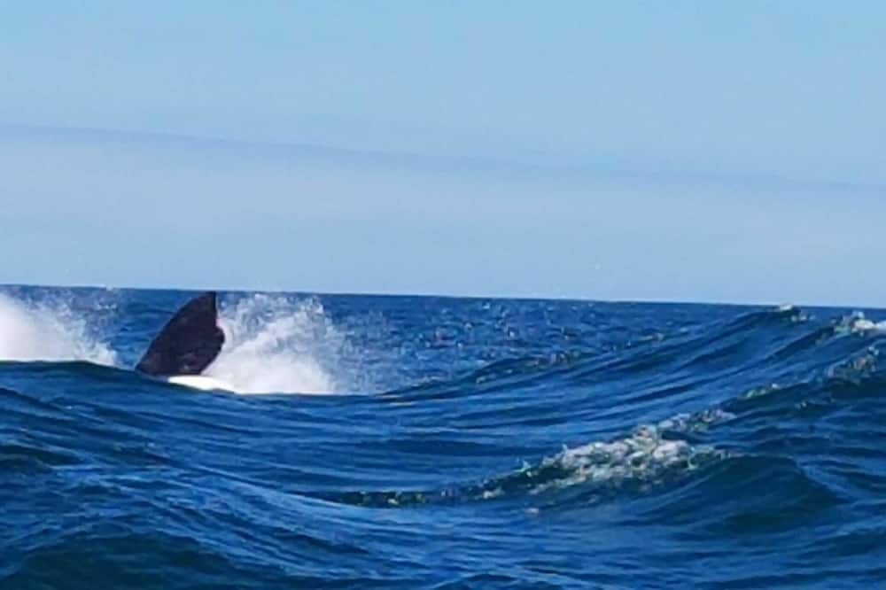 Photo of Others in Gansbaai