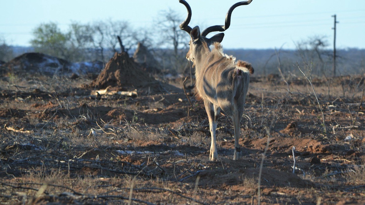 Photo of Others in Phalaborwa
