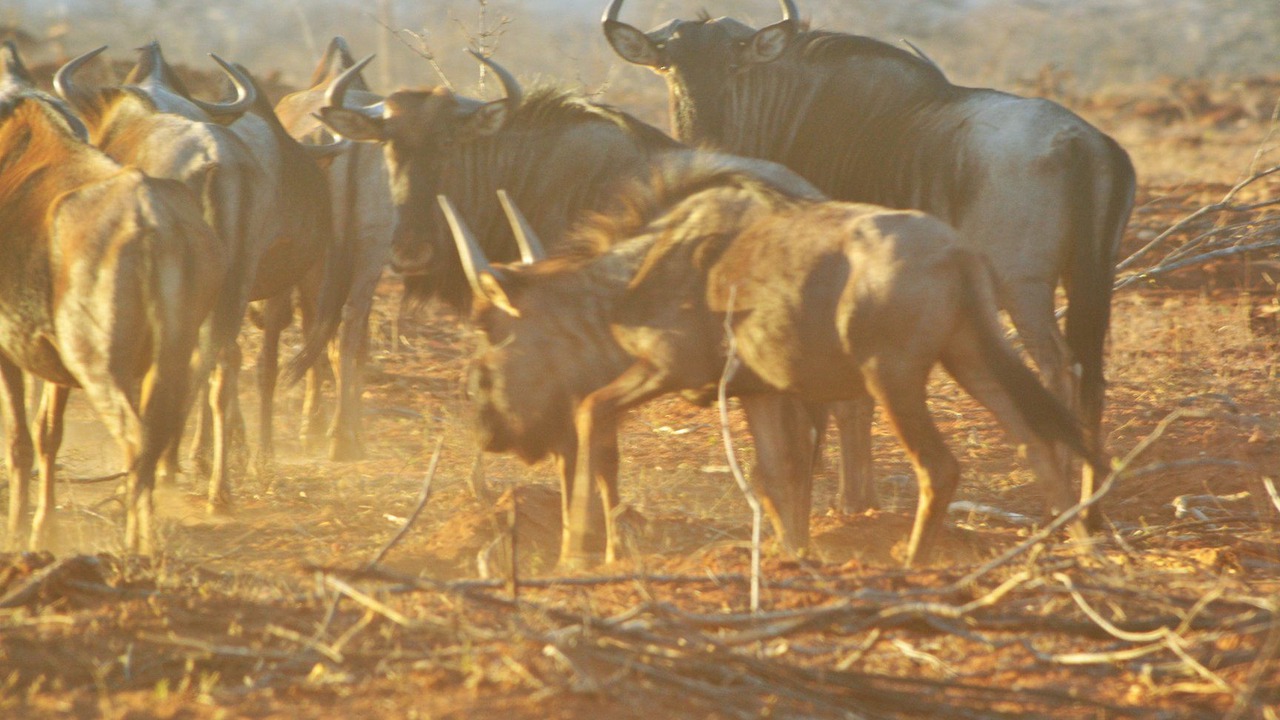 Photo of Others in Phalaborwa