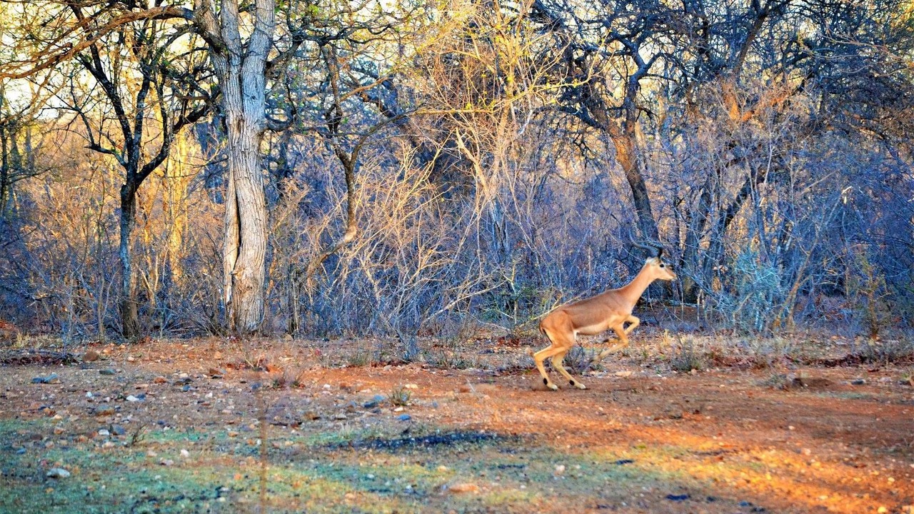 Photo of Others in Phalaborwa