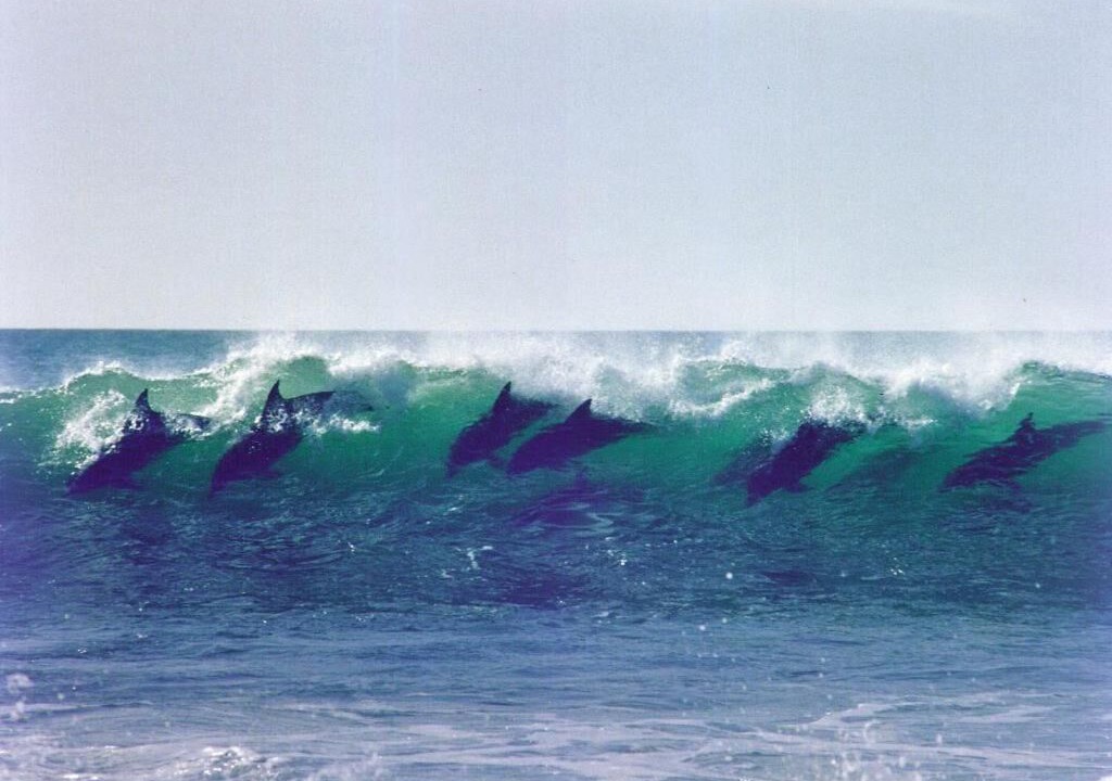 Photo of Others in Jeffreys Bay