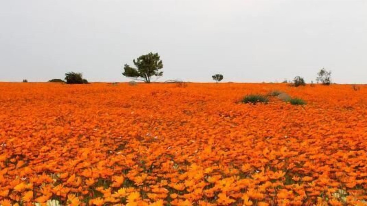 Photo of Outdoor in Springbok