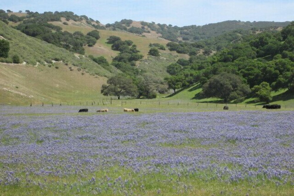 Photo of Others in Salinas
