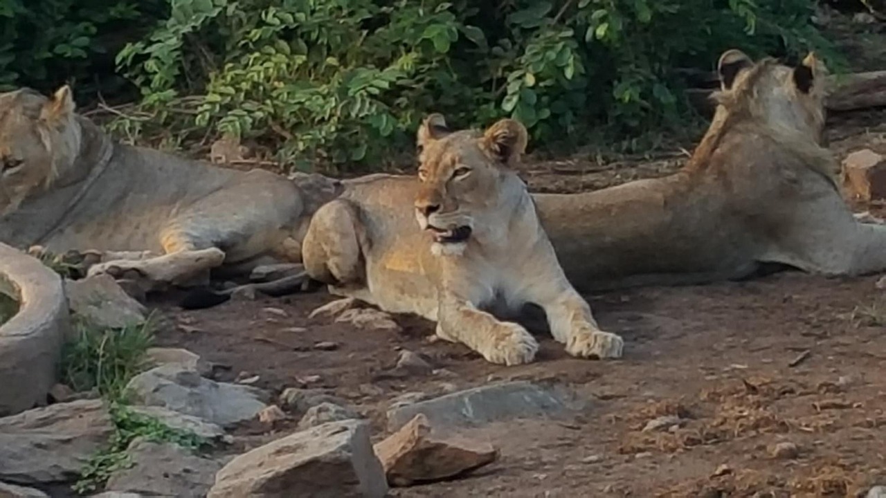 Photo of Outdoor in Phalaborwa