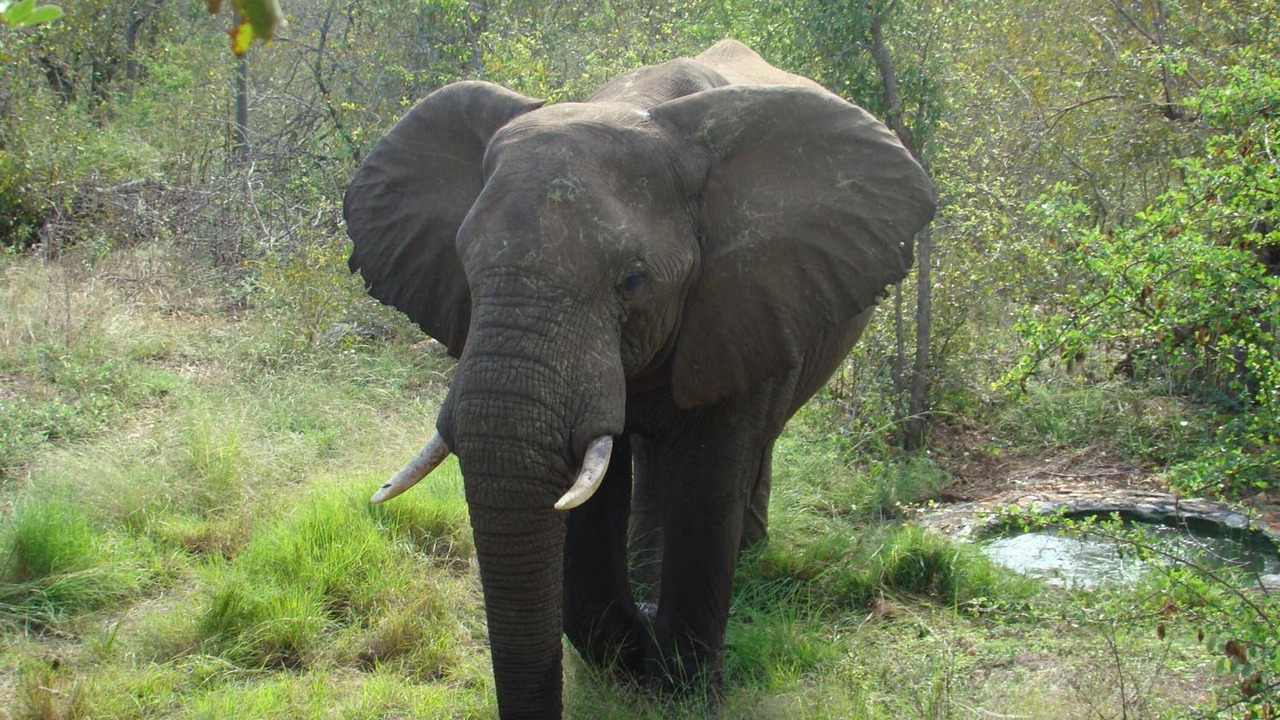 Photo of Outdoor in Phalaborwa