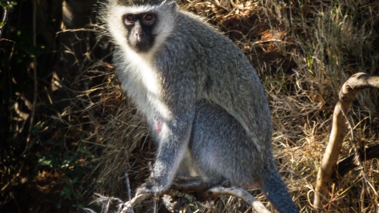 Photo of Others in Loerieheuwel