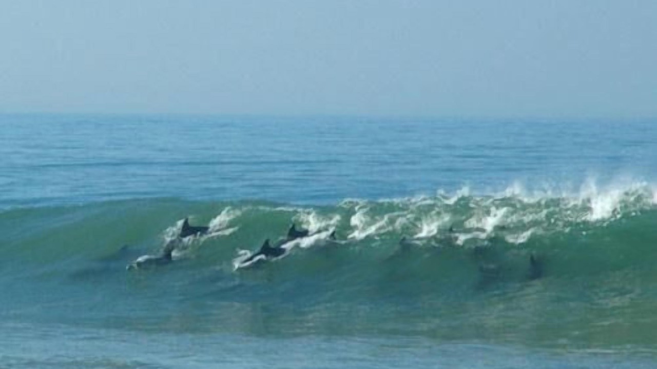 Photo of Others in Kidd's Beach