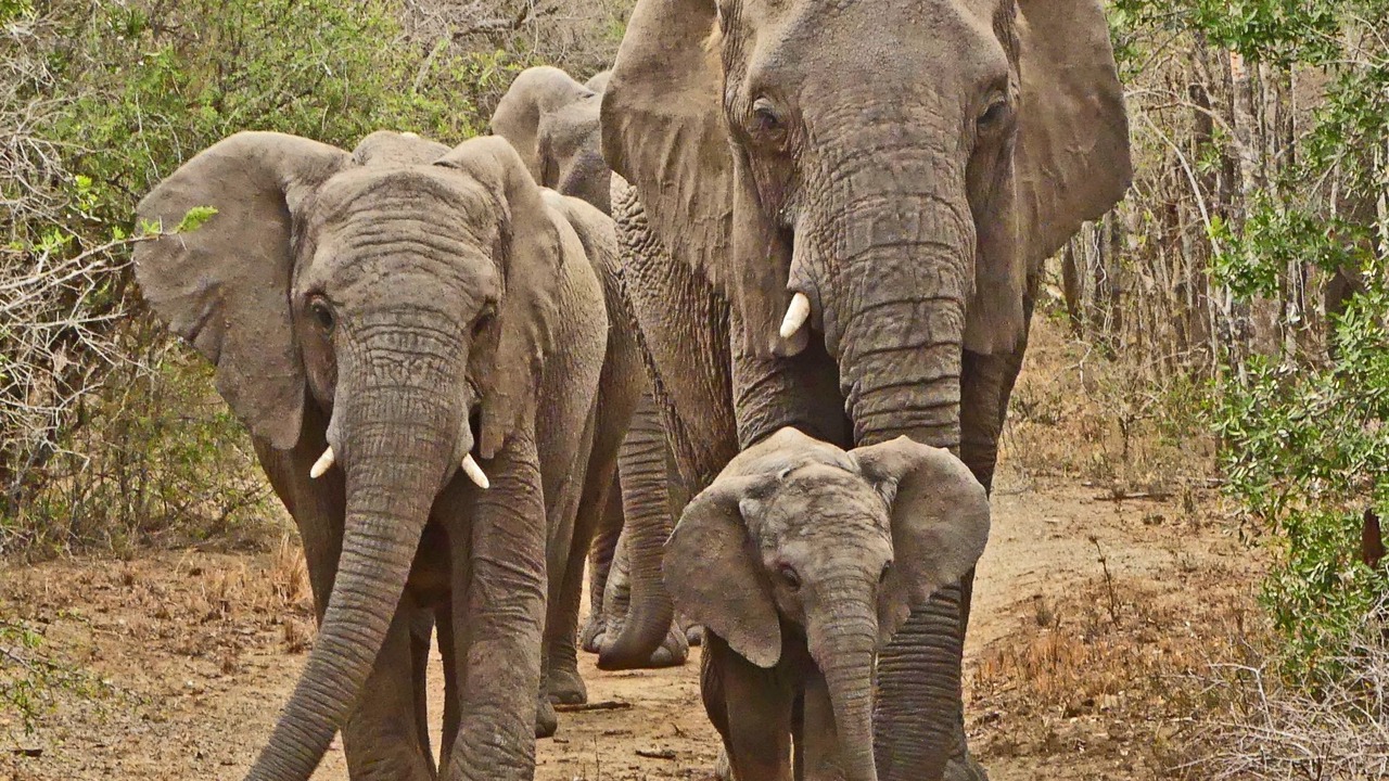 Photo of Others in Ntambanana