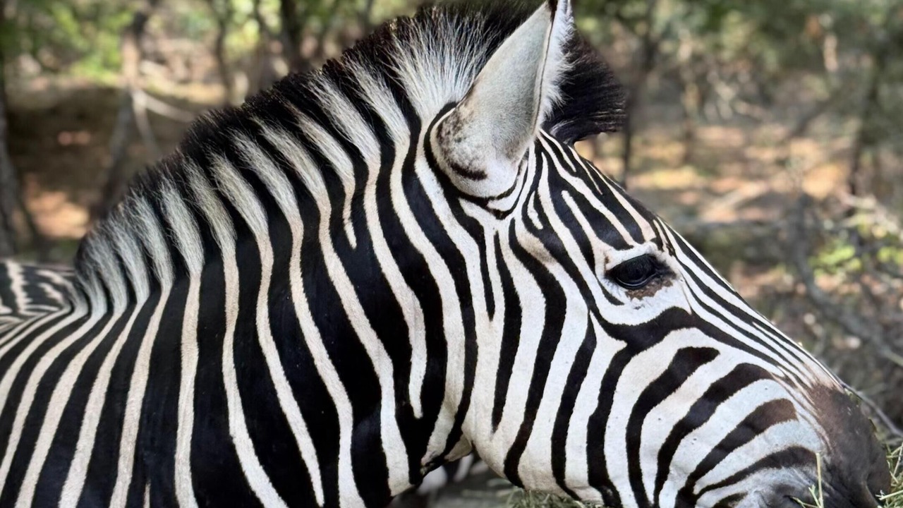 Photo of Others in Marloth Park