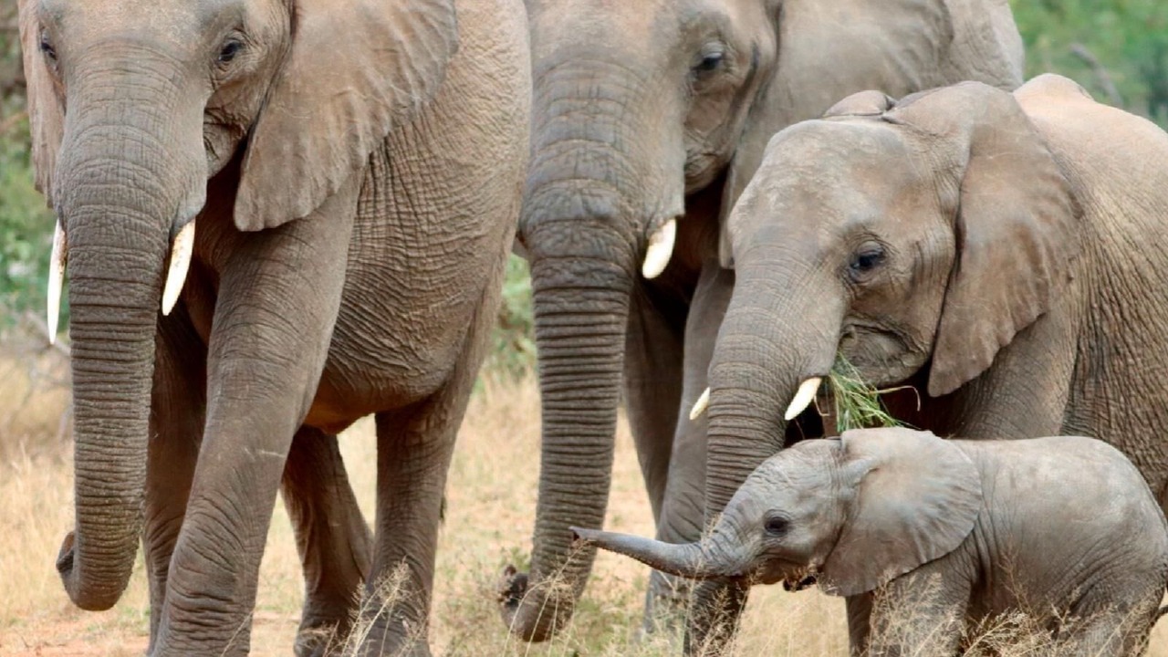 Photo of Others in Thorny Bush Game Reserve