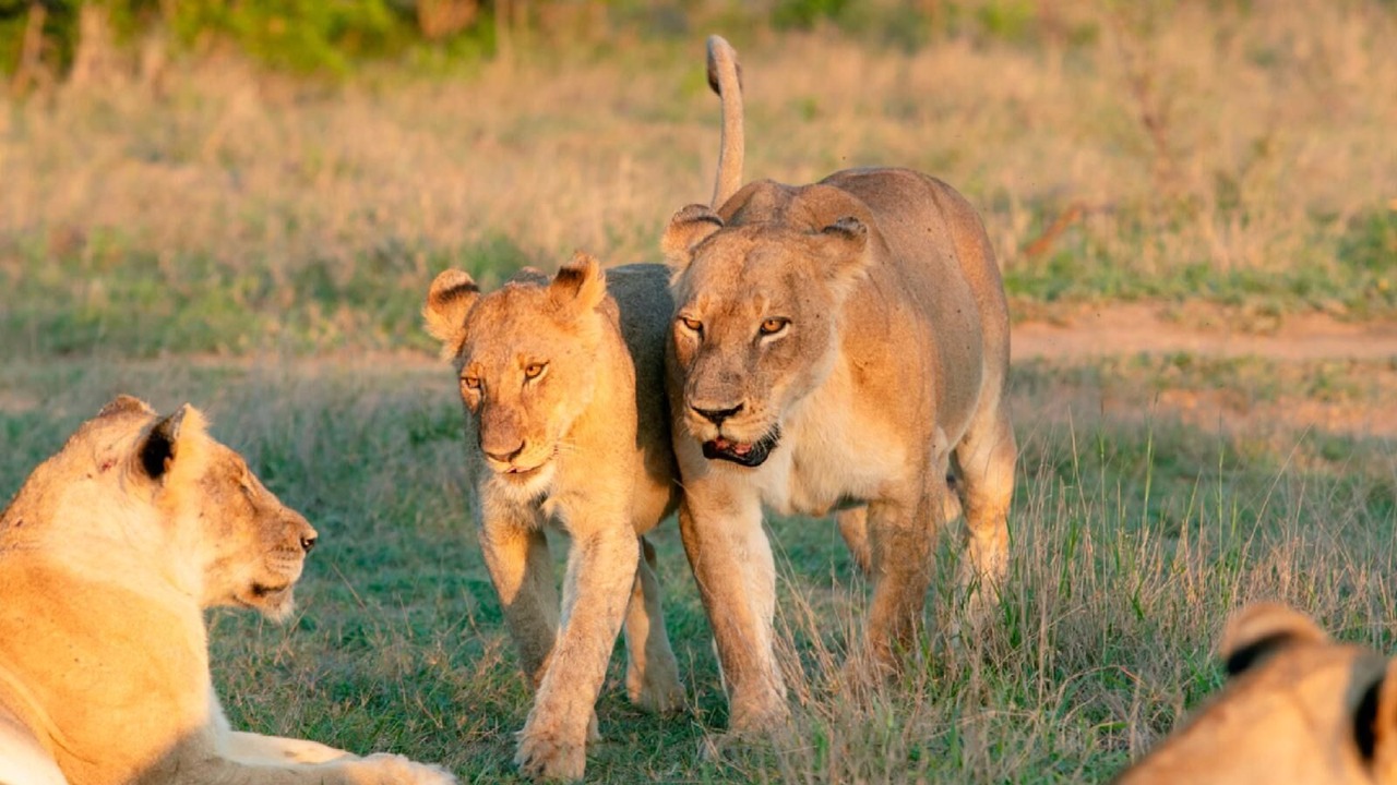 Photo of Others in Thorny Bush Game Reserve