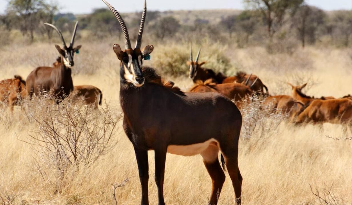 Photo of Others in Dikgatlong