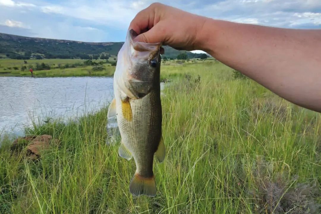 Photo of Others in Ficksburg