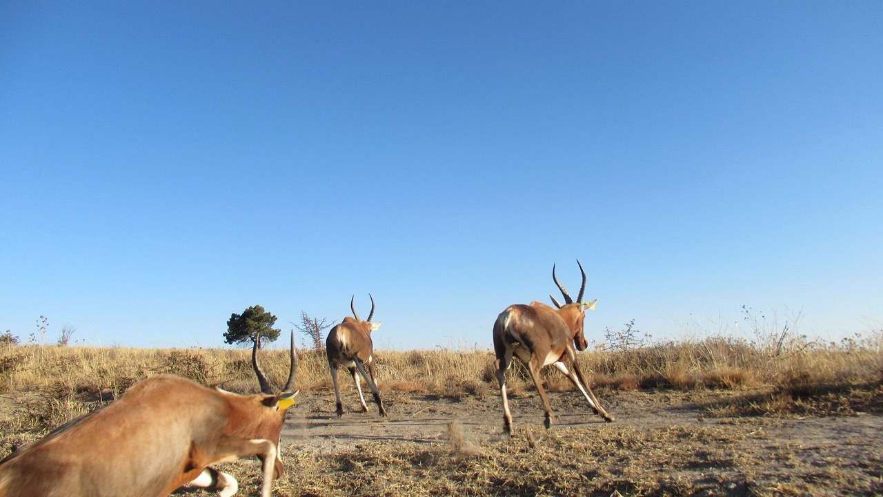 Photo of Others in Ficksburg