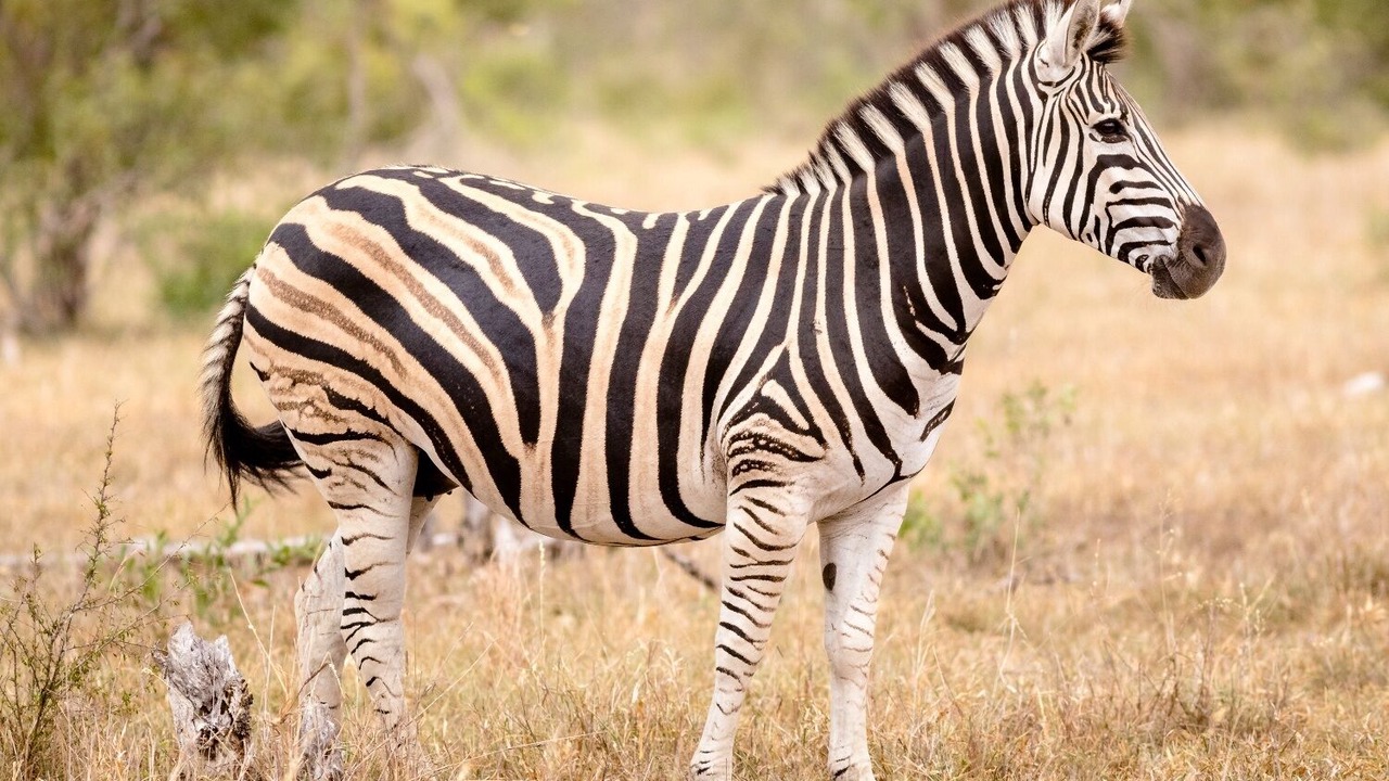 Photo of Others in Thorny Bush Game Reserve