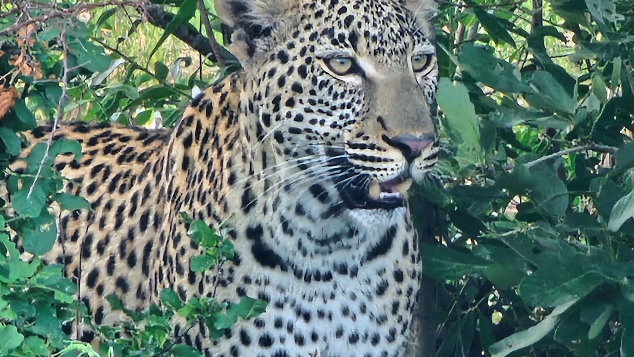 Photo of Others in Thorny Bush Game Reserve