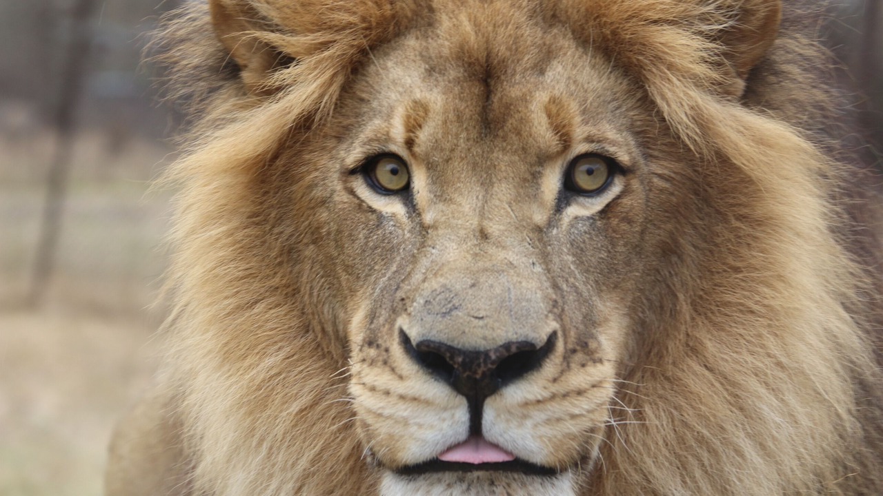 Photo of Others in Thorny Bush Game Reserve