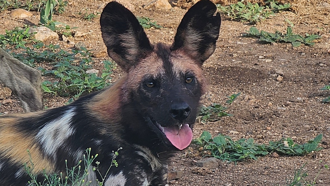 Photo of Others in Thorny Bush Game Reserve