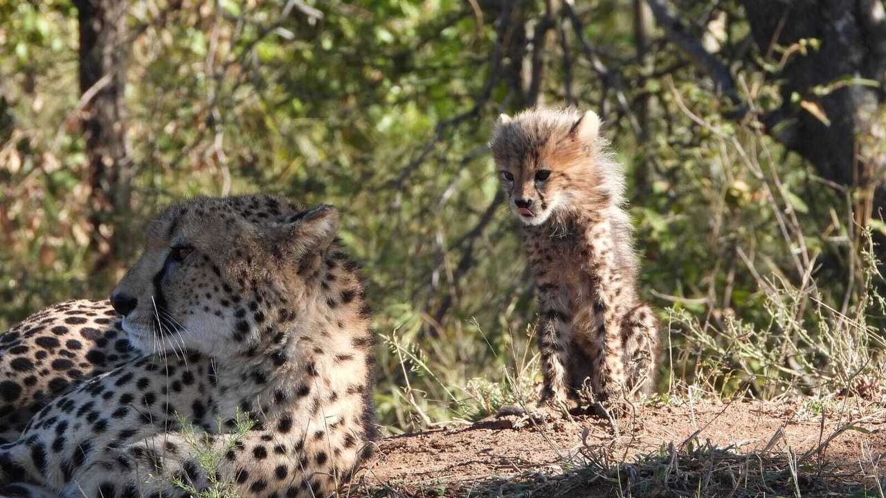 Photo of Others in Thorny Bush Game Reserve