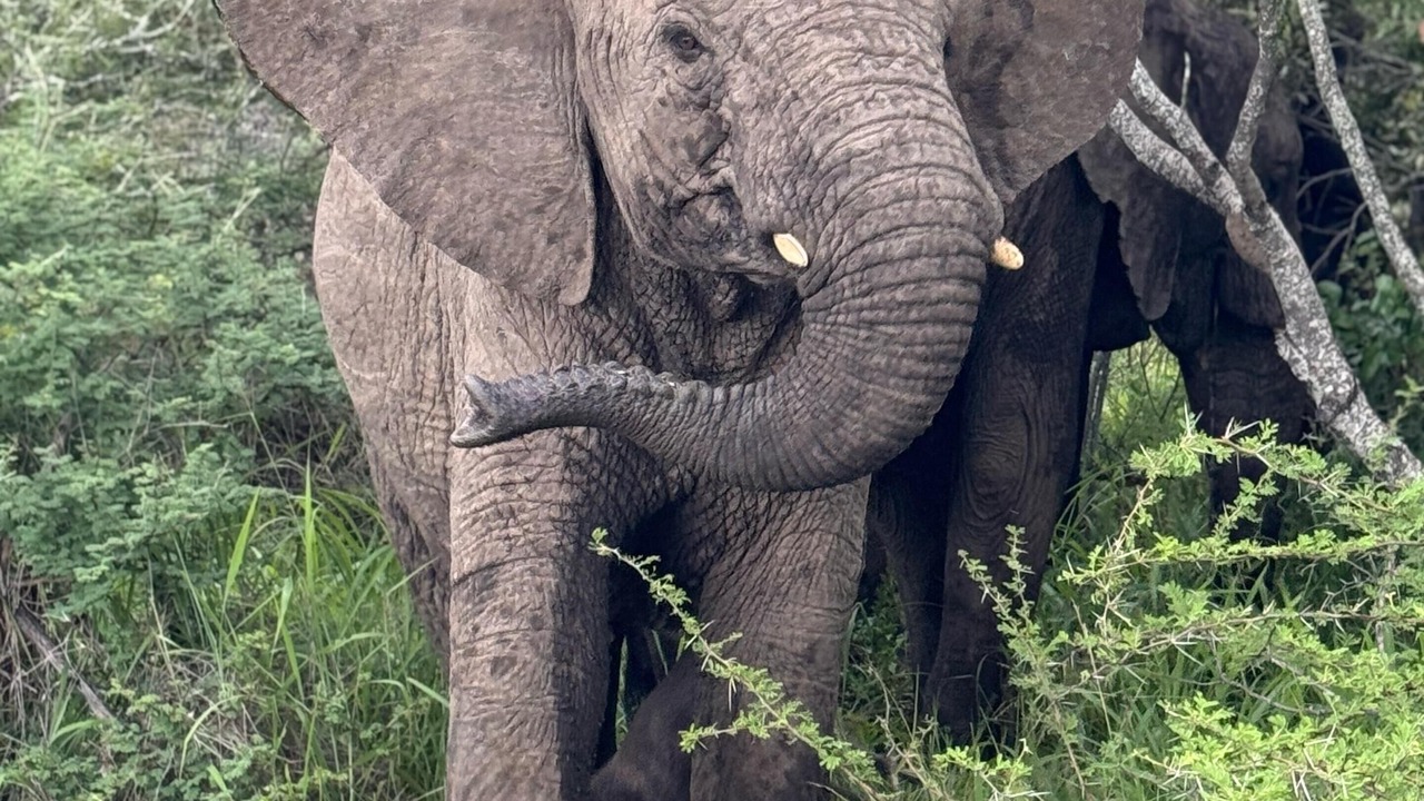 Photo of Others in Thorny Bush Game Reserve
