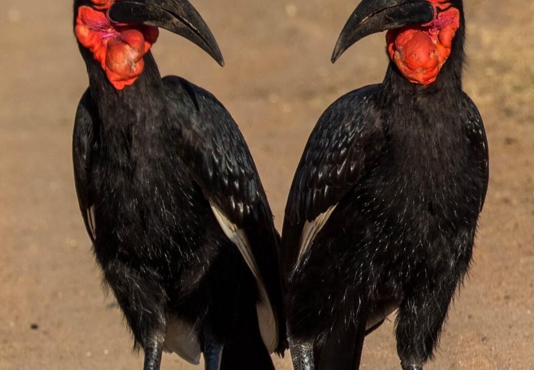 Photo of Others in Thorny Bush Game Reserve