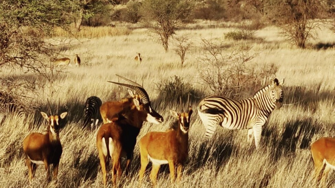 Photo of Outdoor in Joe Morolong