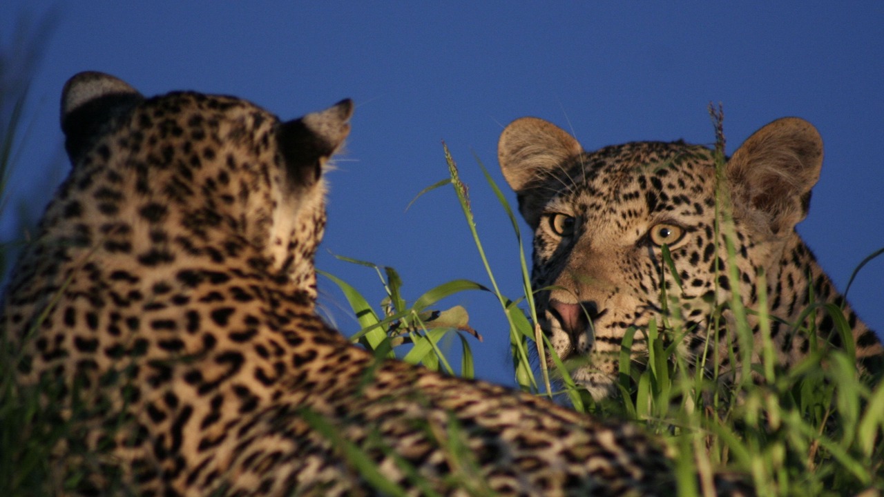 Photo of Others in Thorny Bush Game Reserve