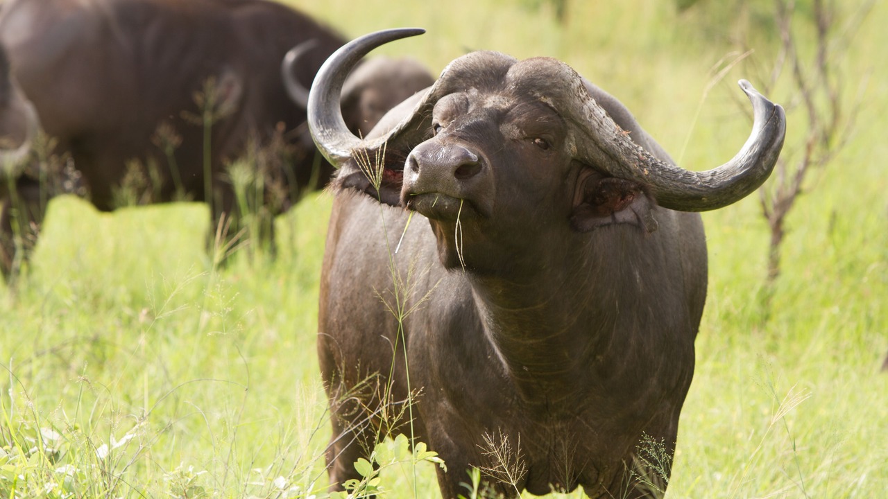 Photo of Others in Thorny Bush Game Reserve