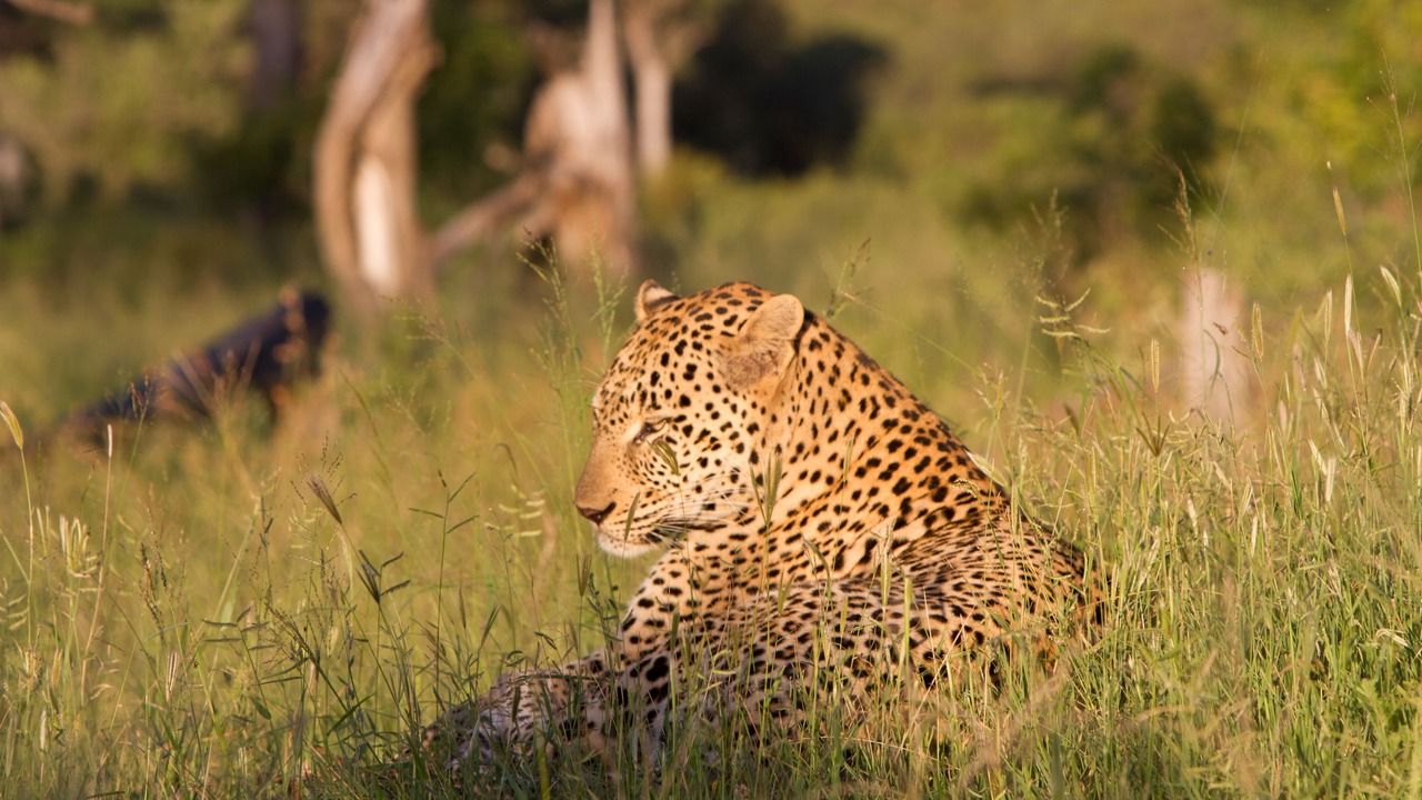 Photo of Others in Thorny Bush Game Reserve