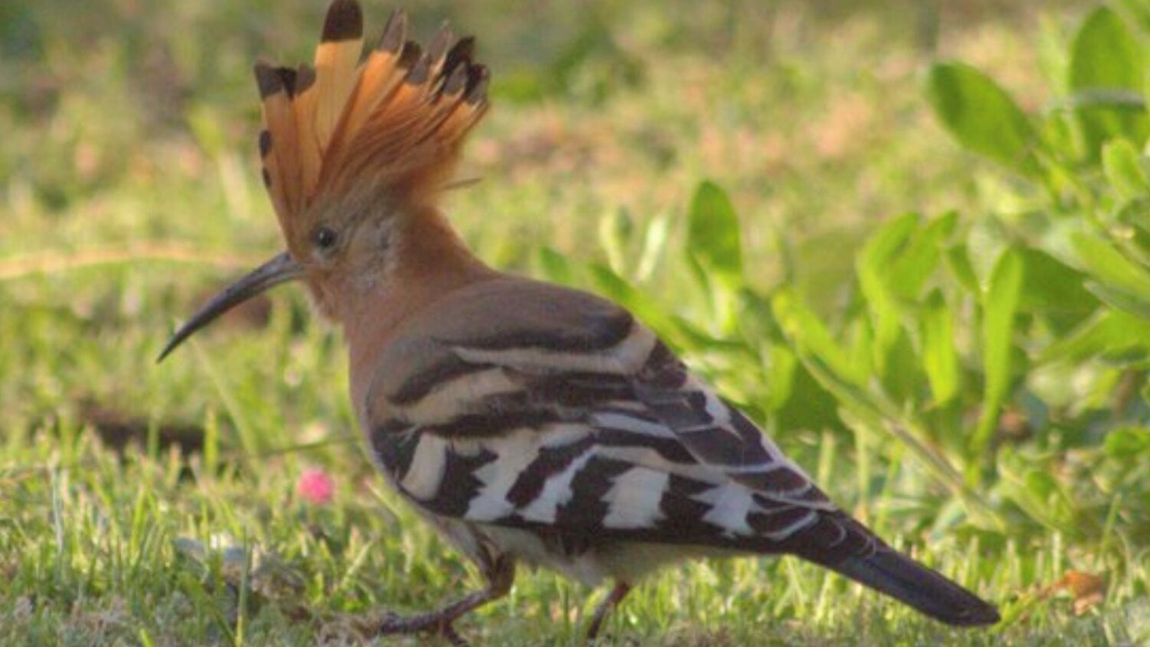 Photo of Others in Knysna