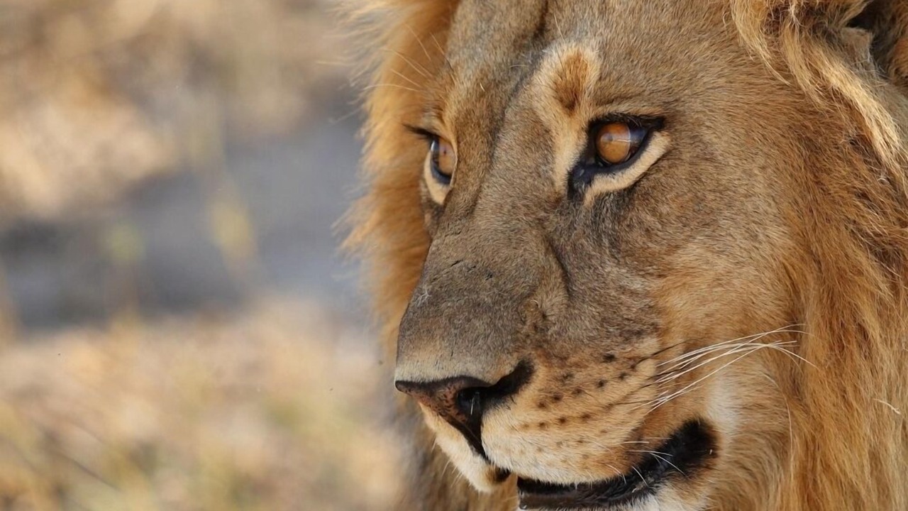 Photo of Others in Kruger National Park