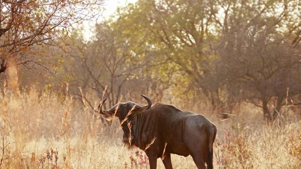 Photo of Others in Kruger National Park