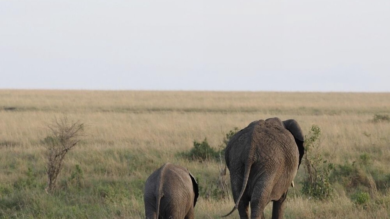 Photo of Others in Kruger National Park